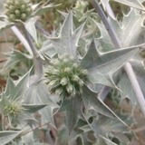 eryngium-maritimum-83